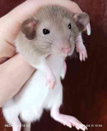 Мальчишка Дамбо Алчевск