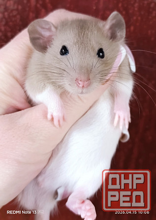 Мальчишка Дамбо Алчевск - изображение 1