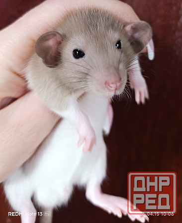 Мальчишка Дамбо Алчевск - изображение 2