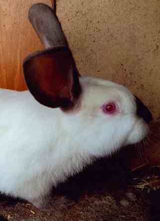 Продам кроликов Снежное