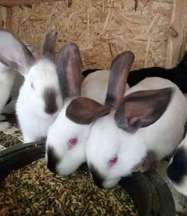 Продам кроликов Снежное