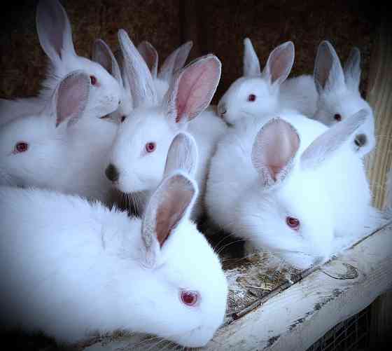 Продам кроликов Снежное