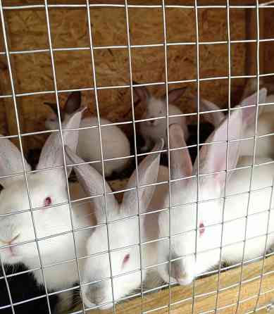Продам кроликов Снежное