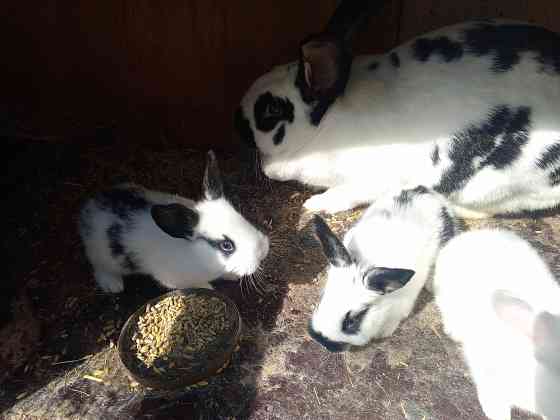 Продам кроликов Снежное