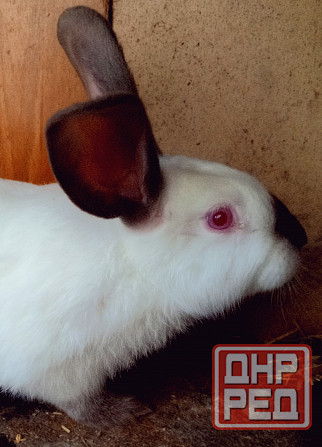 Продам кроликов Снежное - изображение 3