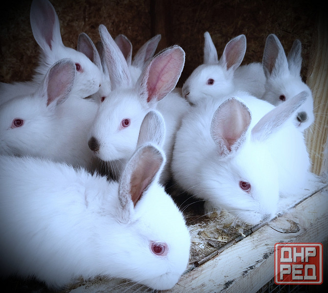 Продам кроликов Снежное - изображение 2