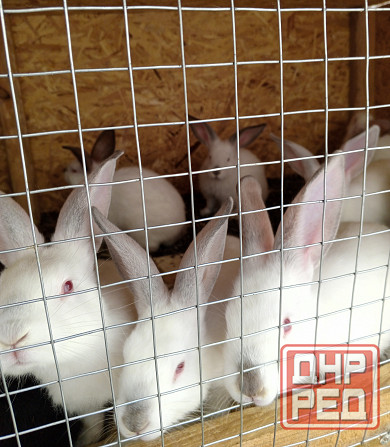 Продам кроликов Снежное - изображение 5