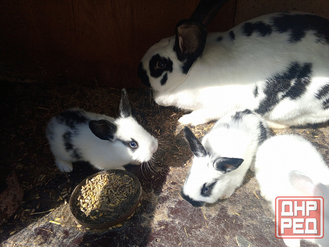 Продам кроликов Снежное - изображение 1