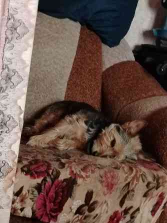 Отдам в добрые руки Харцызск