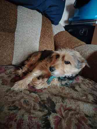 Отдам в добрые руки Харцызск