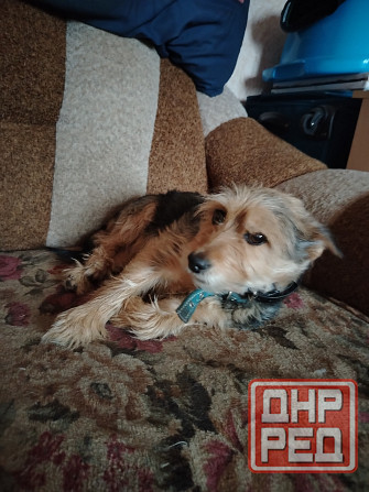 Отдам в добрые руки Харцызск - изображение 1