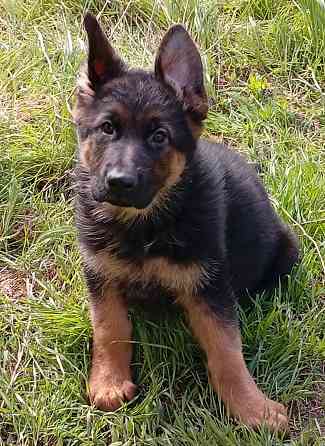 Немецкая овчарка Донецк