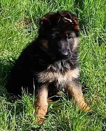 Немецкая овчарка Донецк