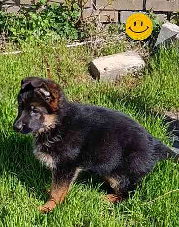 Немецкая овчарка Донецк