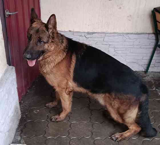 Немецкая овчарка Донецк