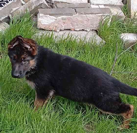 Немецкая овчарка Донецк