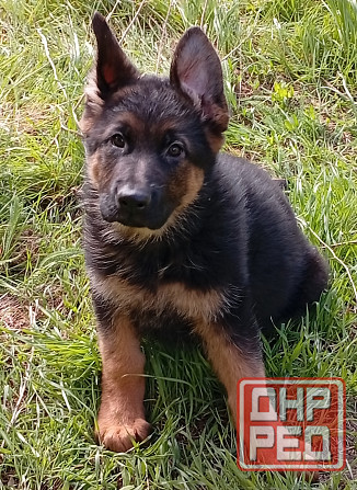 Немецкая овчарка Донецк - изображение 5