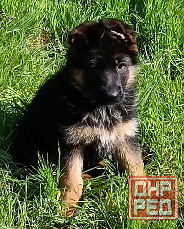 Немецкая овчарка Донецк - изображение 3