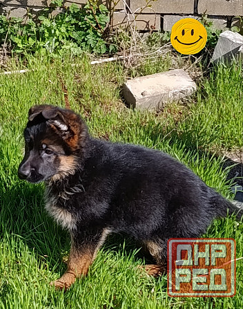 Немецкая овчарка Донецк - изображение 2