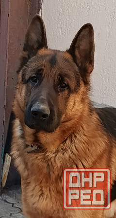 Немецкая овчарка Донецк - изображение 7