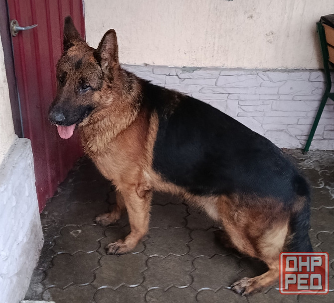 Немецкая овчарка Донецк - изображение 6