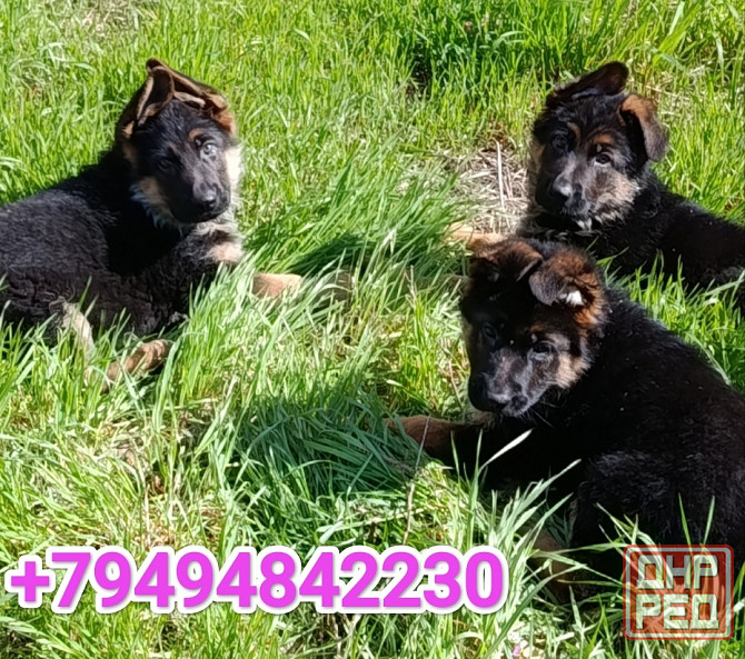 Немецкая овчарка Донецк - изображение 1