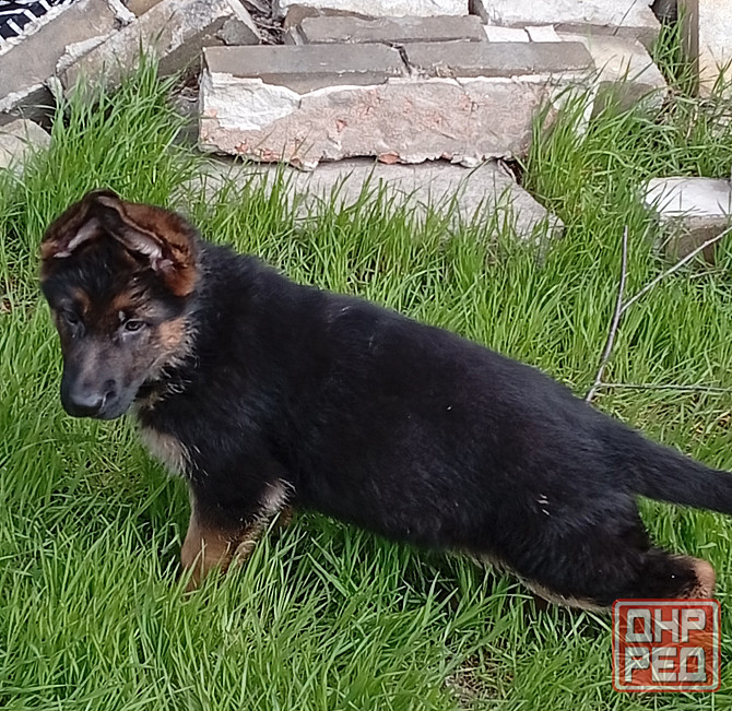 Немецкая овчарка Донецк - изображение 4