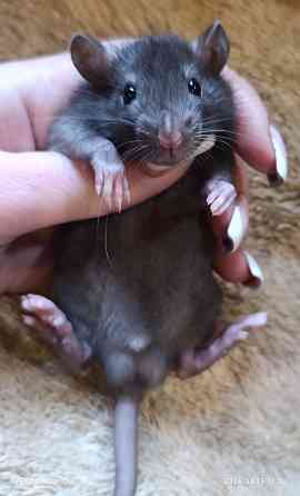 Крысенок мальчик Донецк