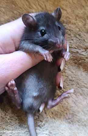 Крысенок мальчик Донецк