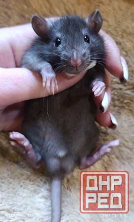 Крысенок мальчик Донецк - изображение 1