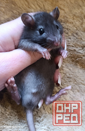 Крысенок мальчик Донецк - изображение 2