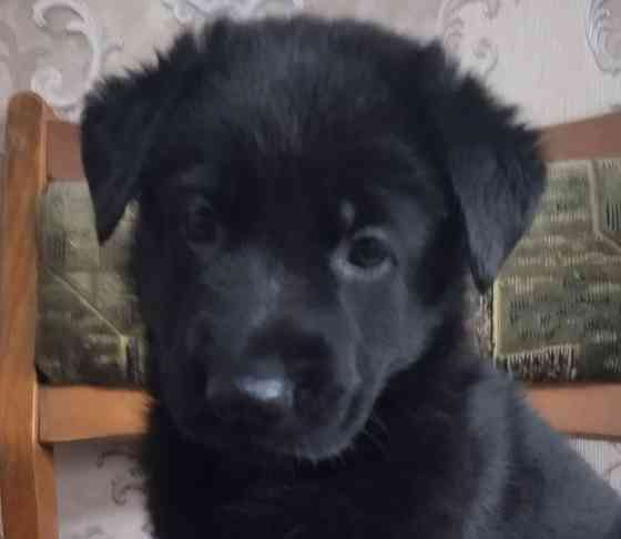 Щенки Немецкой овчарки Макеевка