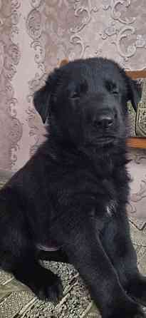 Щенки Немецкой овчарки Макеевка