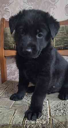 Щенки Немецкой овчарки Макеевка