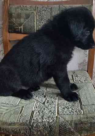 Щенки Немецкой овчарки Макеевка