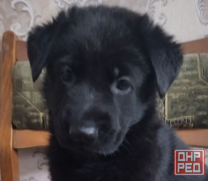 Щенки Немецкой овчарки Макеевка - изображение 1