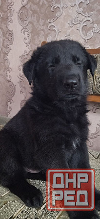 Щенки Немецкой овчарки Макеевка - изображение 4