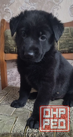 Щенки Немецкой овчарки Макеевка - изображение 3