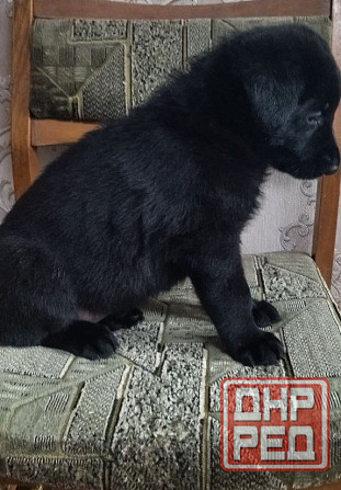 Щенки Немецкой овчарки Макеевка - изображение 2