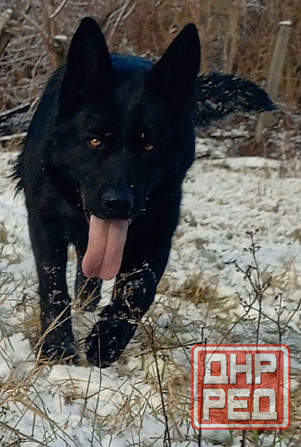 Щенки Немецкой овчарки Макеевка - изображение 5