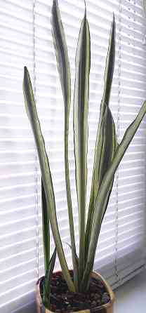 Сансевиерия Sans. Bantel's Sensation Макеевка