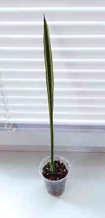 Сансевиерия Sans. Bantel's Sensation Макеевка