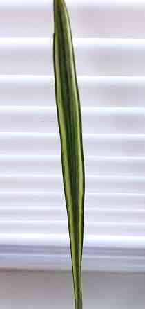 Сансевиерия Sans. Bantel's Sensation Макеевка