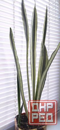 Сансевиерия Sans. Bantel's Sensation Макеевка - изображение 1