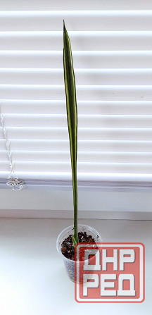 Сансевиерия Sans. Bantel's Sensation Макеевка - изображение 3