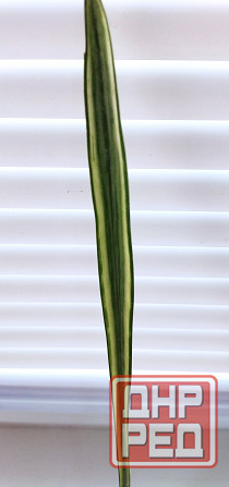 Сансевиерия Sans. Bantel's Sensation Макеевка - изображение 2