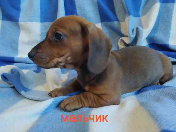 Таксята в поисках семьи Макеевка