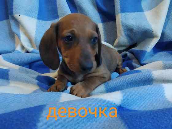 Таксята в поисках семьи Макеевка