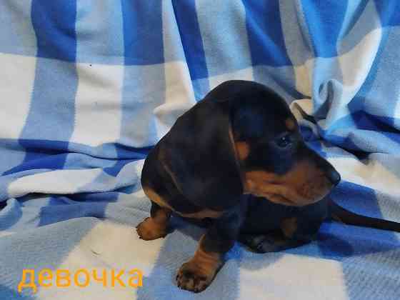 Таксята в поисках семьи Макеевка