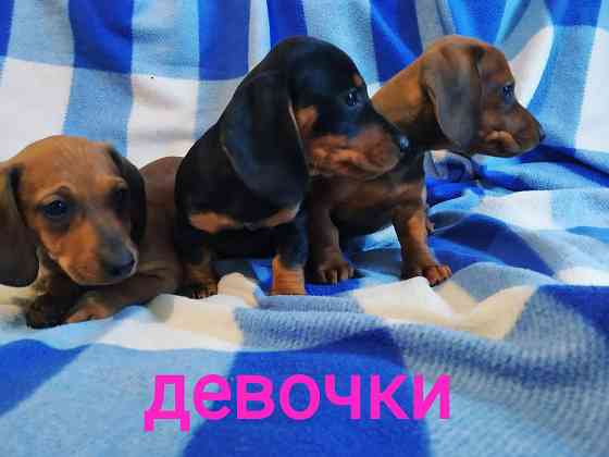 Таксята в поисках семьи Макеевка